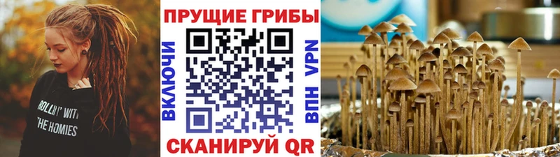 Купить  Покровск  Псилоцибиновые грибы MAGIC MUSHROOMS 